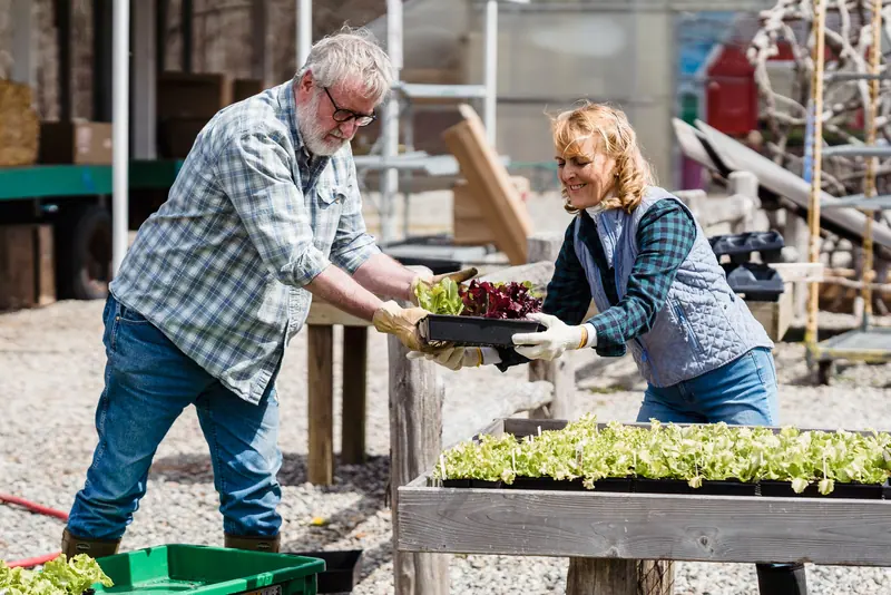 Seedlings for the garden beds