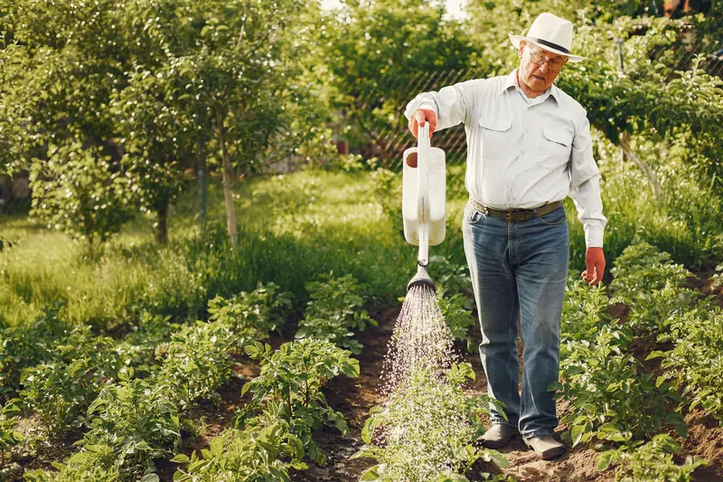 A resident watering the vegetable rows in the garden