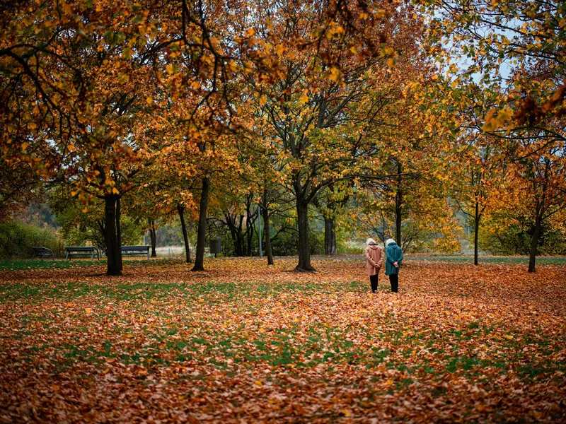 Friends walking through the fall leaves