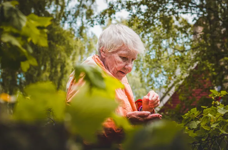 A resident gathering leaves in the garden