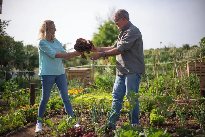 A couple harvesting from the garden