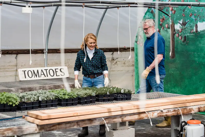 A couple tending tomato seedlings in the greenhouse