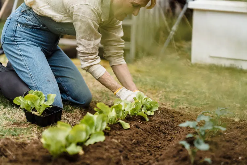 Lettuce seedlings going into the garden beds
