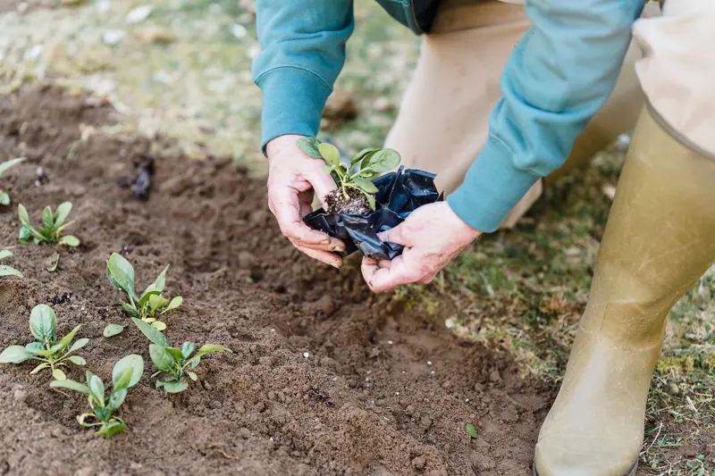 Planting seedlings in the garden