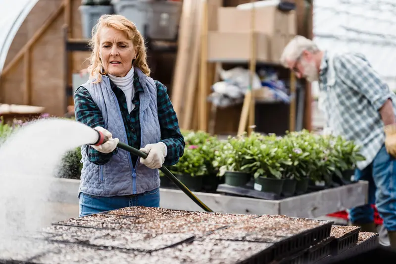 A resident watering seedlings in the greenhouse