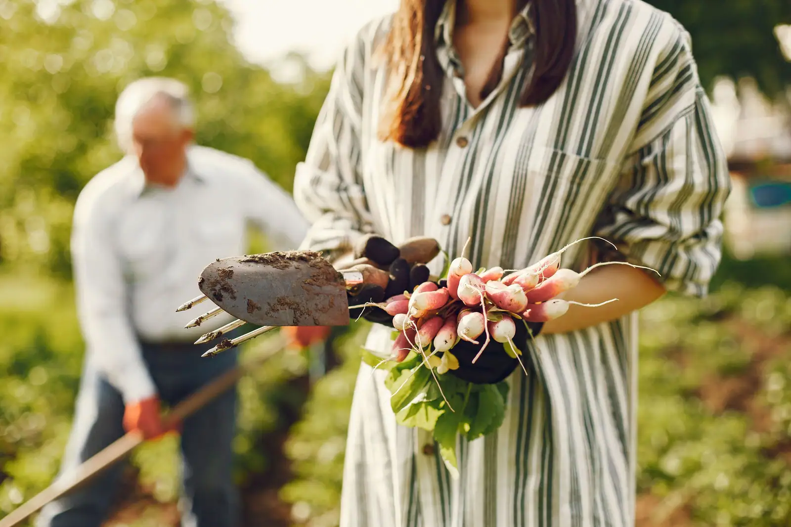 A woman holding a bunch of fresh radishes while an older man works the soil in his vegetable garden