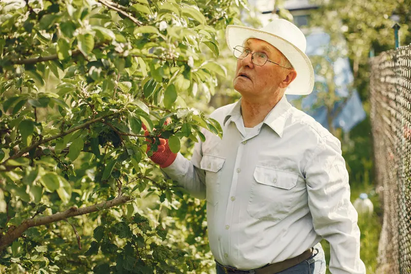 An older man in a straw hat checking his fruit trees