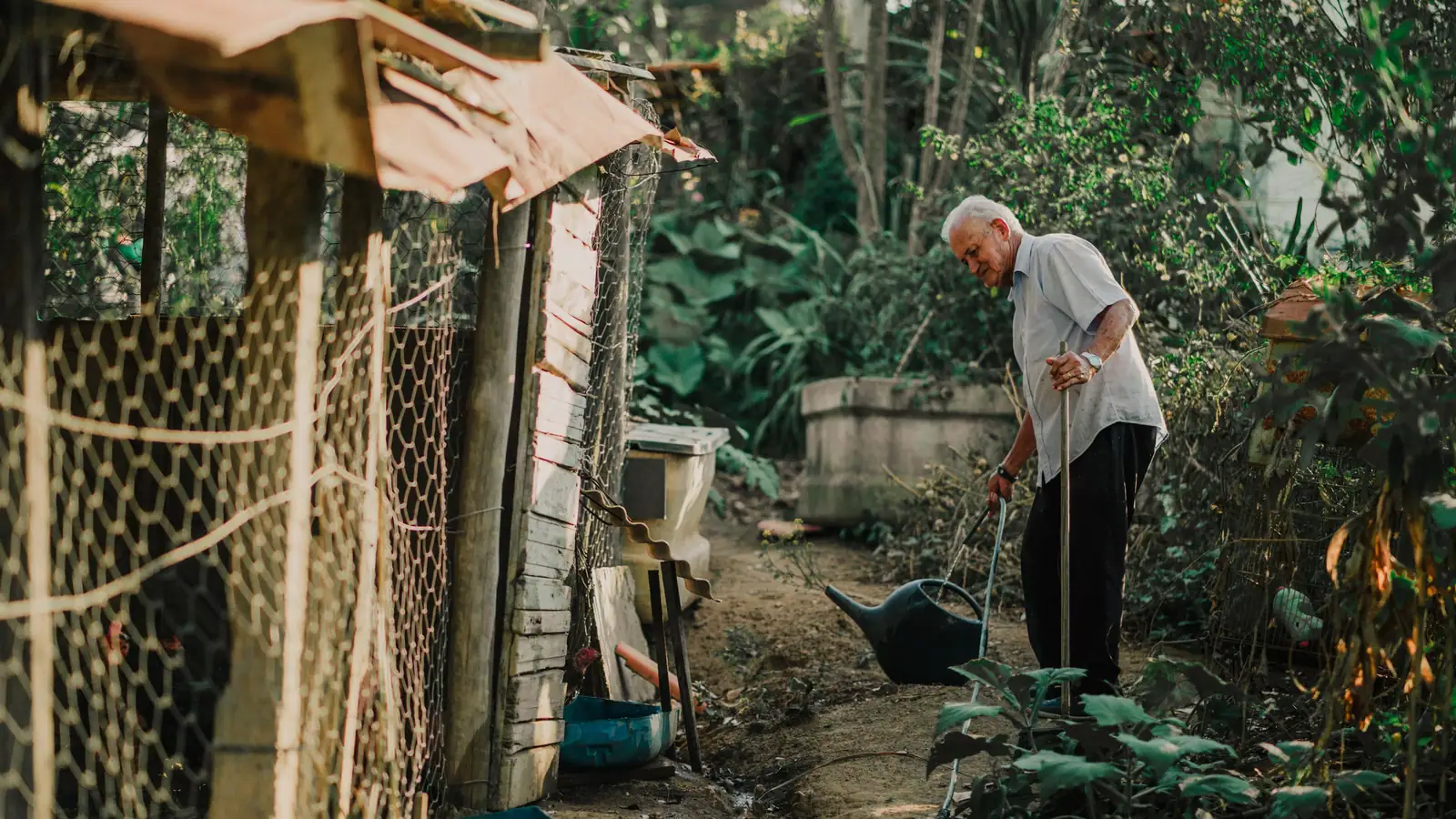 An older man gardening beside his chicken coop