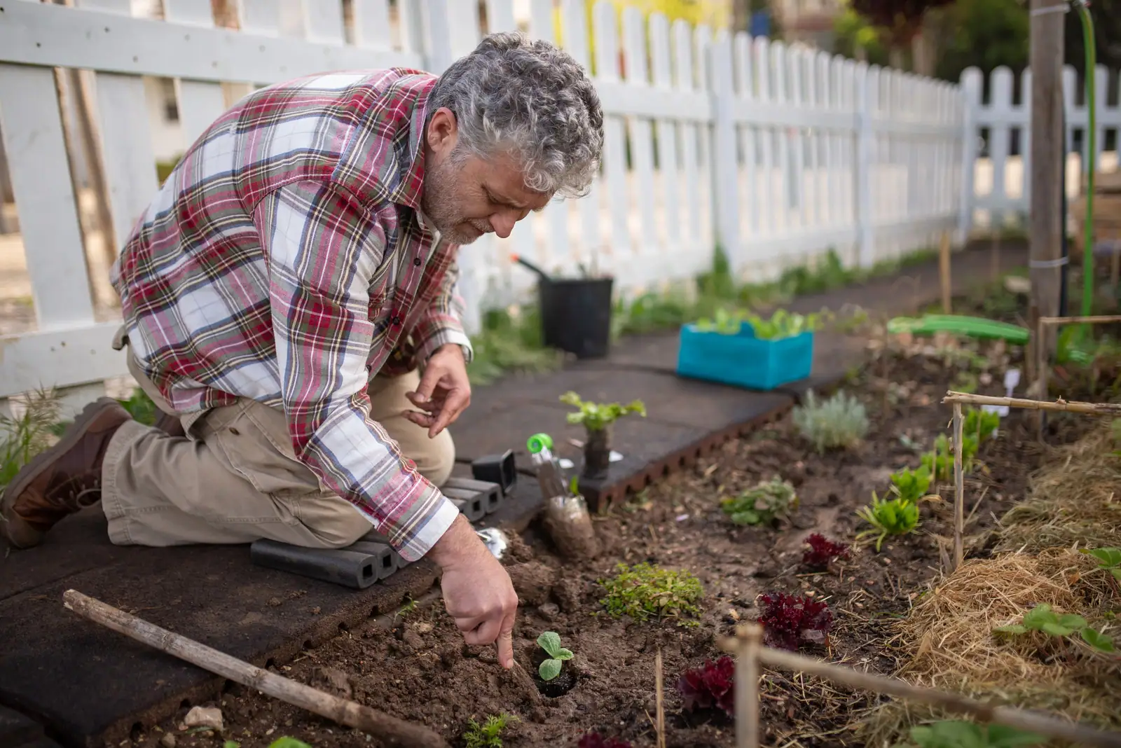 An older man kneeling to plant seedlings in his vegetable garden