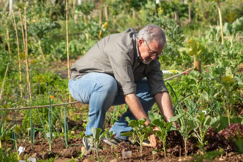 Elderly man tending to his vegetable garden during a sunny day.