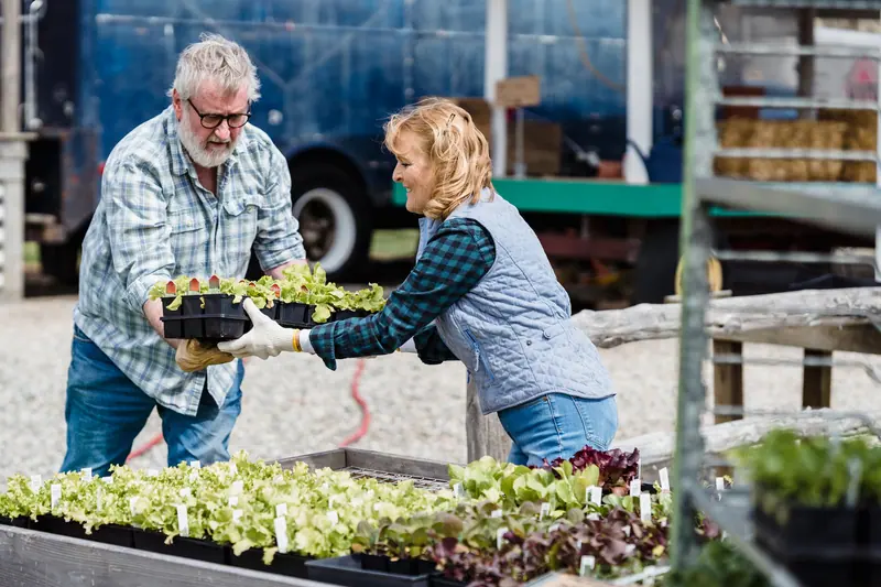 An older couple transplanting seedlings in their backyard garden beds