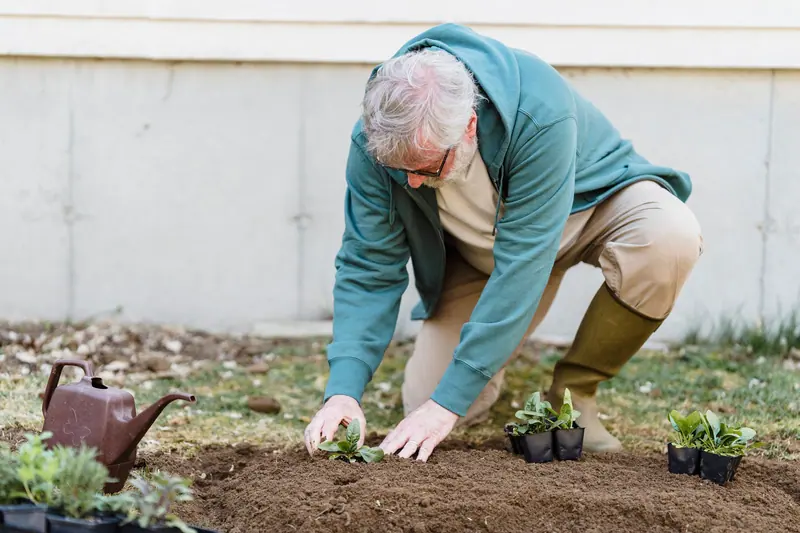 An older man planting seedlings along his fence