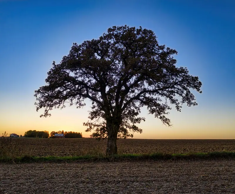 A lone tree in a field under a vivid sky