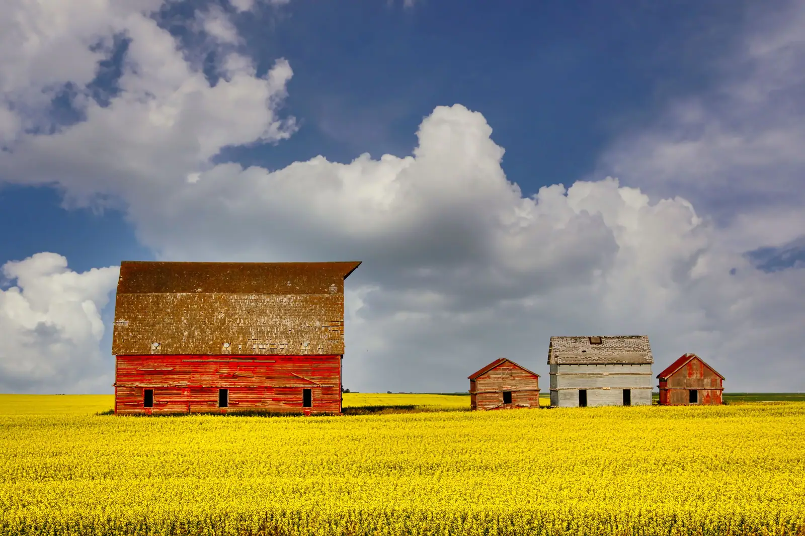 Scenic view of red barns surrounded by blooming canola fields under a blue sky.