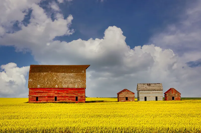Red barns among blooming fields
