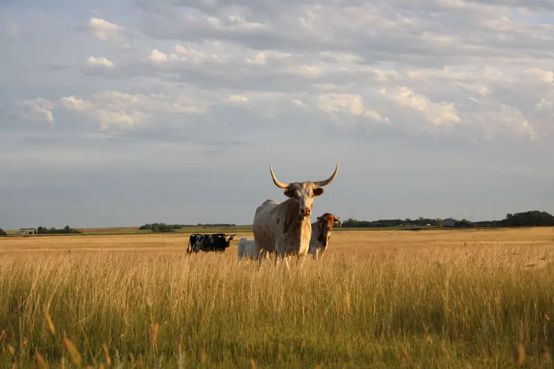 Cattle grazing in a sunlit pasture