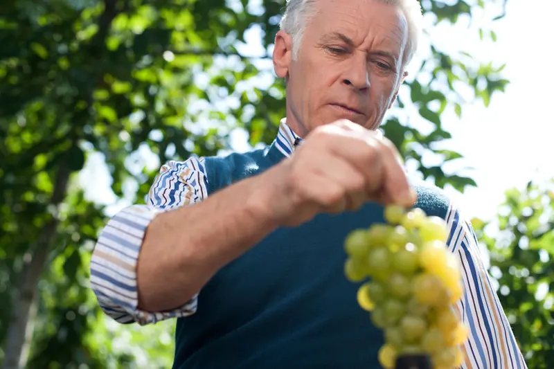 A patient picking grapes from the arbor in his backyard