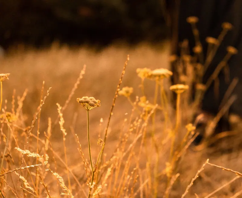 Golden grass and wildflowers