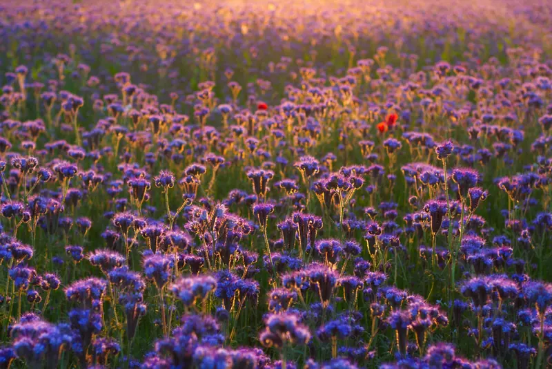 A field of purple wildflowers at sunset
