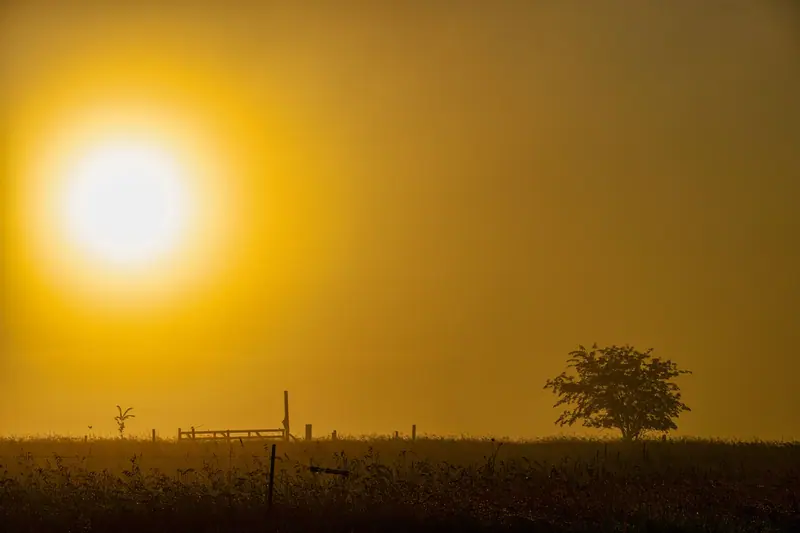 A tree silhouetted at sunset