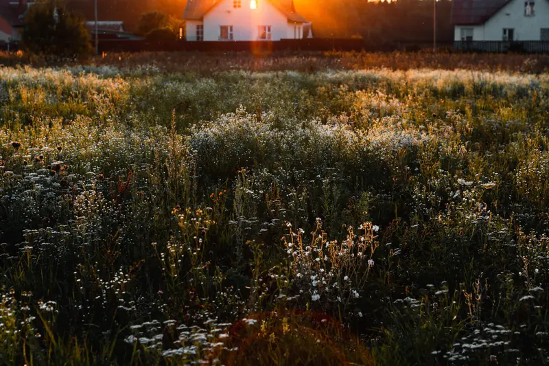 A field of wildflowers at sunset