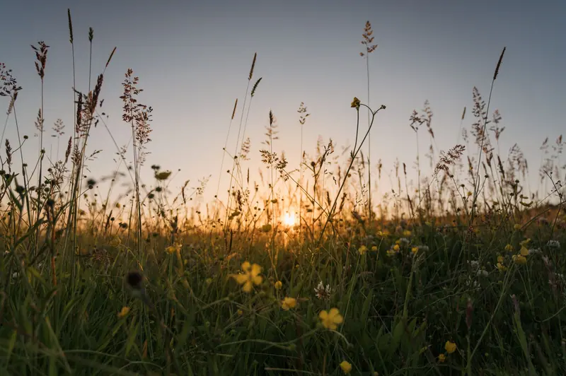 Wildflowers in a field at sunset