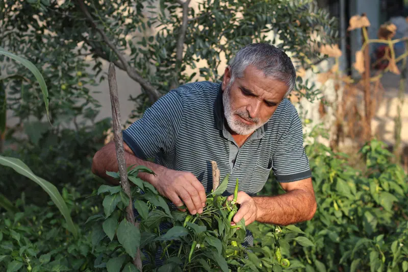 A patient tending his pepper plants