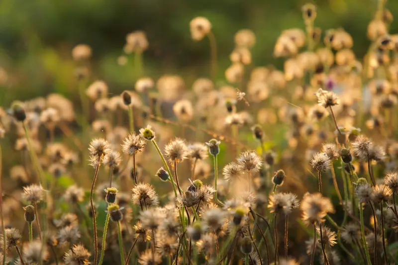 Seed heads in a meadow in soft summer light