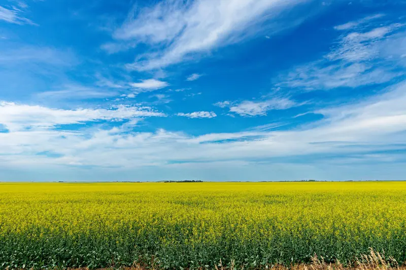 A canola field in full bloom