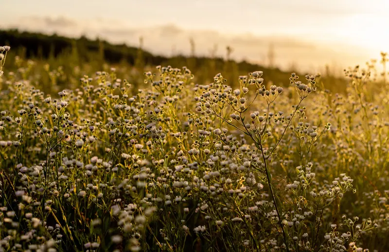 A wildflower meadow in golden light