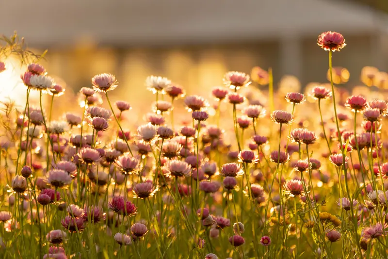 Paper daisies glowing at golden hour