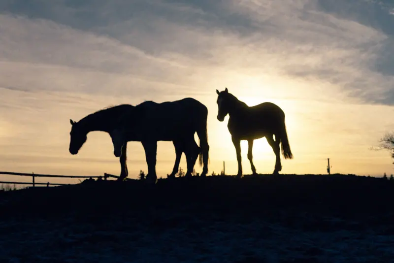 Horses silhouetted at sunset