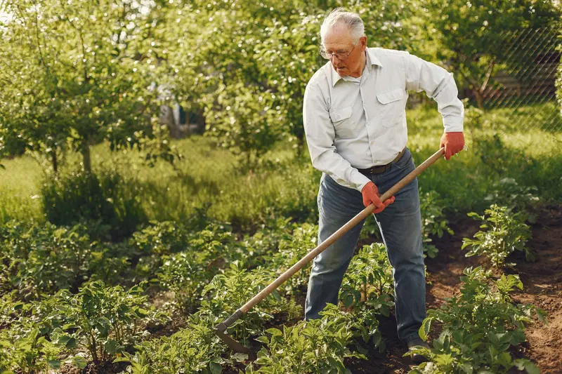 A patient hoeing his vegetable rows on a sunny morning