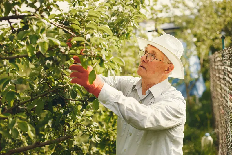 A patient in his straw hat checking the fruit trees in his garden