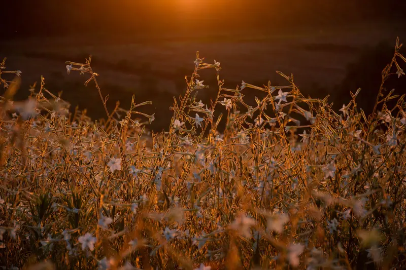 A meadow of wildflowers in sunset light