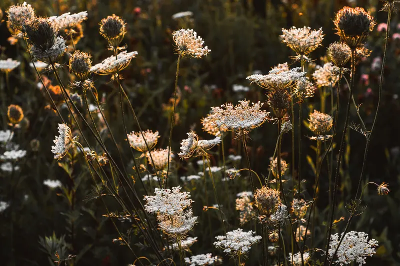 Wild Queen Anne's lace glowing at dusk
