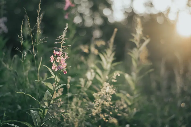 Sunlit wildflowers in a meadow