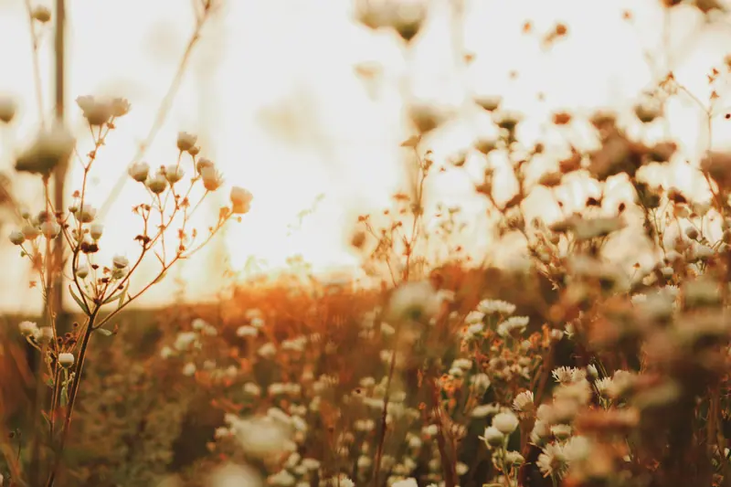 Wildflowers in warm golden light