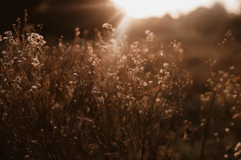 Wildflowers backlit in the evening