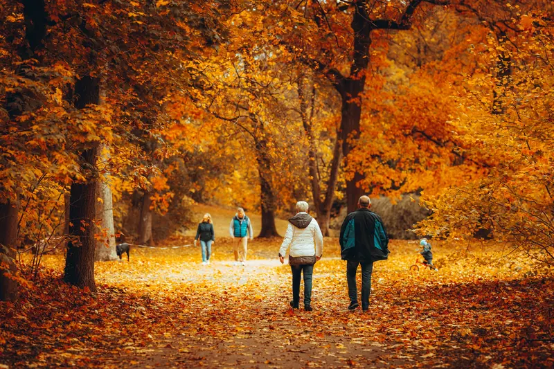 Couples walking under orange trees