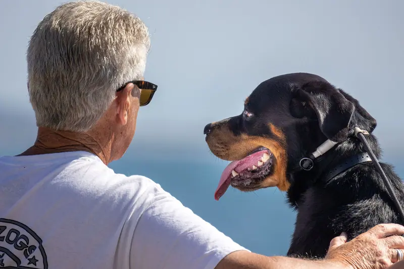 A resident face to face with a Rottweiler