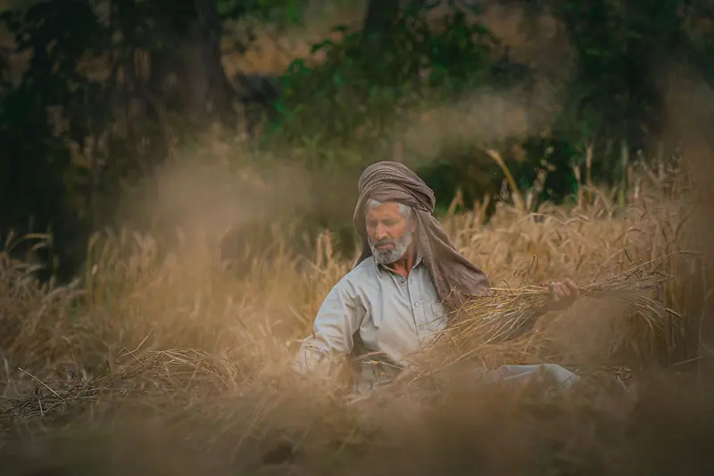 A farmer resting in the wheat at sundown
