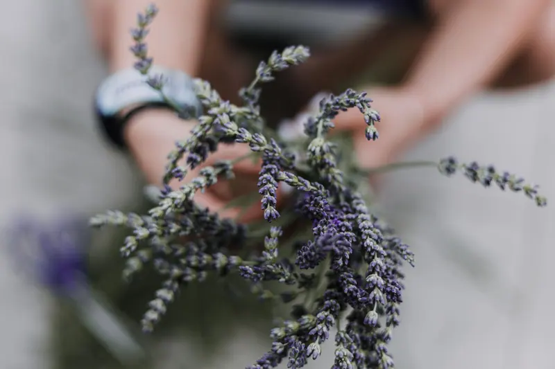 A sprig of dried lavender for the sachet table