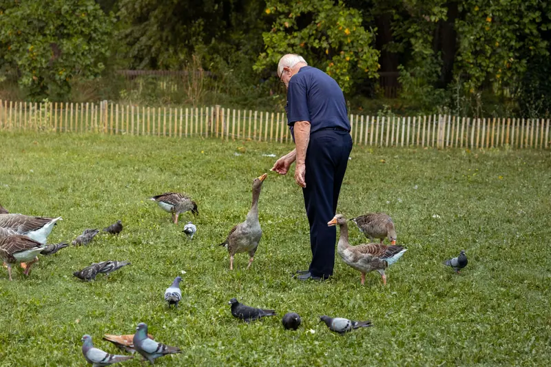 A resident tossing feed to the geese by the pond