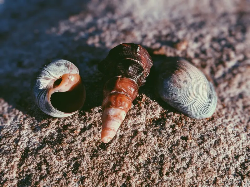 Shells from the morning walk