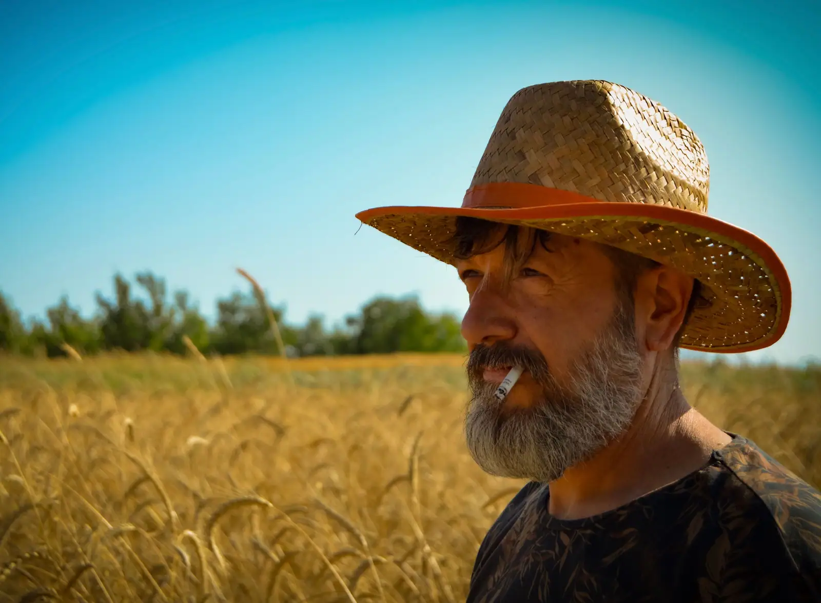 A bearded farmer in a straw hat standing in a golden wheat field under a clear blue Kansas sky