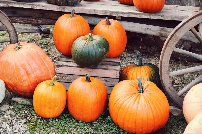 Pumpkins on an old wagon at the harvest party
