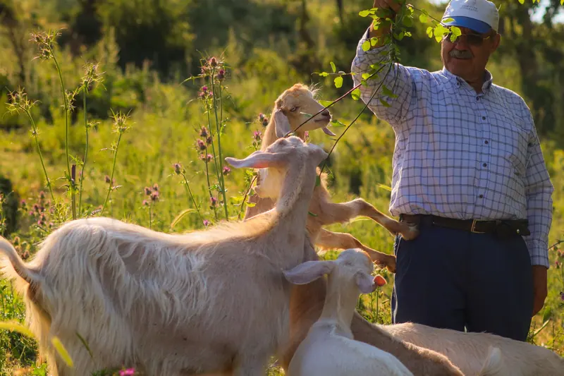 A resident offering a leafy branch to the goats