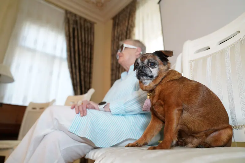A resident on the sofa next to a brindle boxer