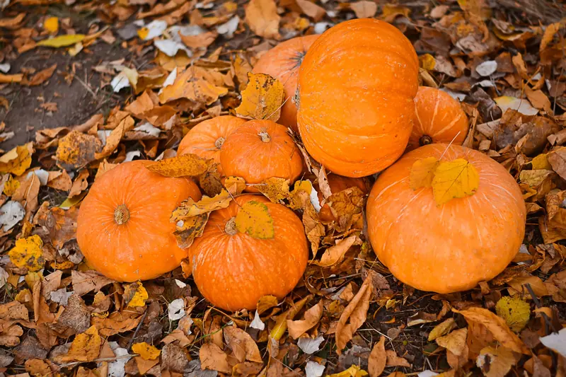 Pumpkins in the leaves by the front walk